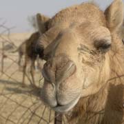 Camel's close-up